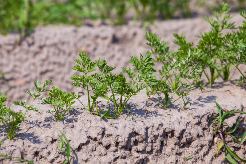 An agricultural field where a large number of carrots grow