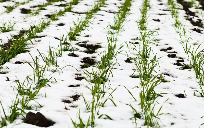 Agricultural field of winter wheat under the snow