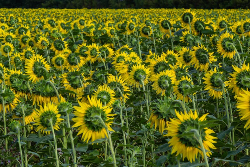 Agricultural Field with Young Sunflower at the Beginning of Flowering