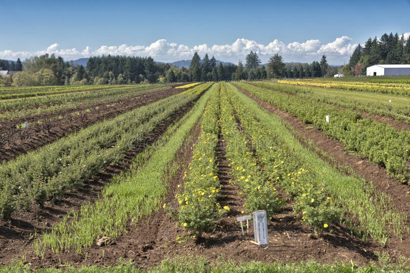 Agricultural Fields in Rural Oregon State. Stock Photo Image of