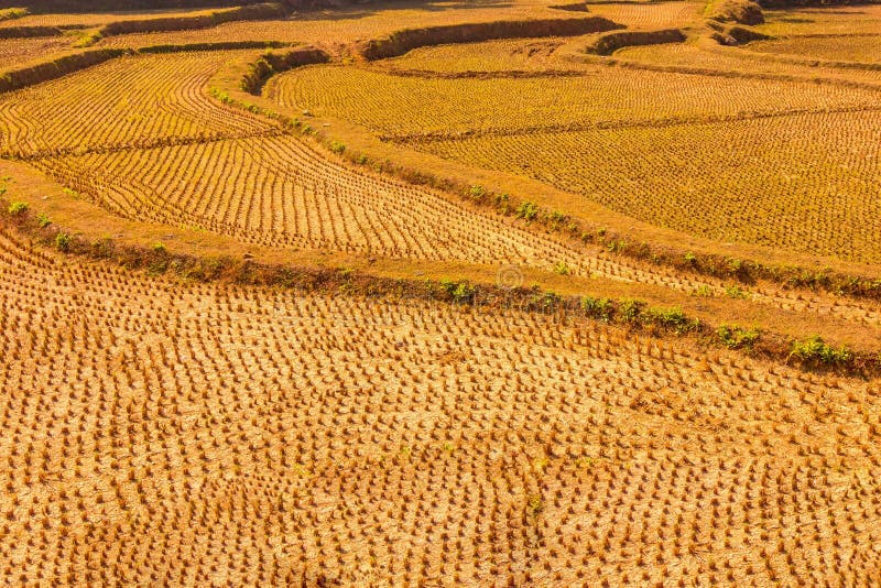 Agricultural Land with Plantations Side Stock Image - Image of beauty ...