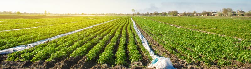 Agricultural land with potato plantations. Growing organic vegetables in the field. Vegetable rows. Agriculture. Farming. Selective focus royalty free stock photography Agricultural land with potato plantations. Growing organic vegetables in the field. Vegetable rows. Agriculture. Farming. Selective focus royalty free stock photography