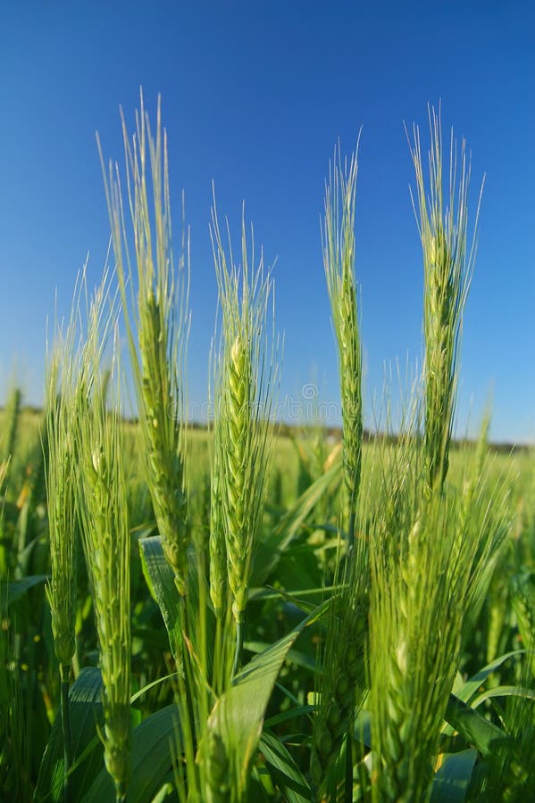 Agricultural landscape