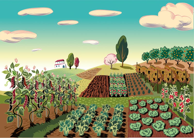 Agricultural landscape, cultivated with various vegetables