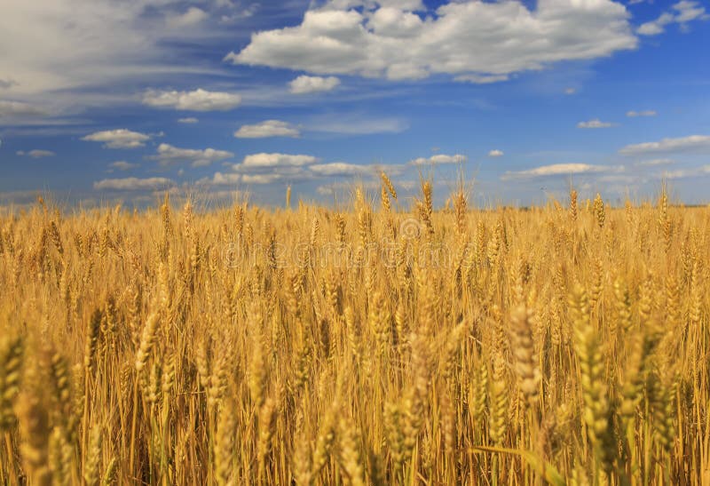 Industrial agricultural landscape with field ears ripe Golden wheat on a farm on a Sunny summer day against a clear clear blue sky