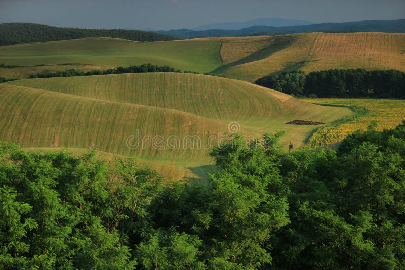 Agricultural landscape. South of Slovakia, Europe