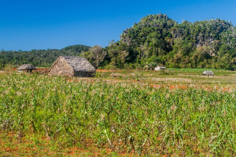 Agricultural landscape of Vinales valley, Cuba. Field of maize royalty free stock photos Agricultural landscape of Vinales valley, Cuba. Field of maize royalty free stock photos