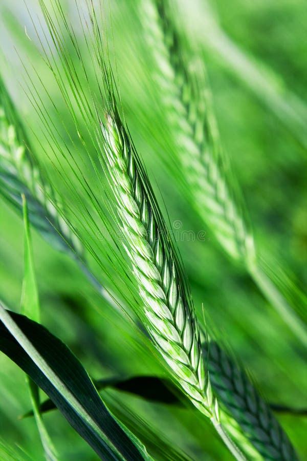 Agricultural plants