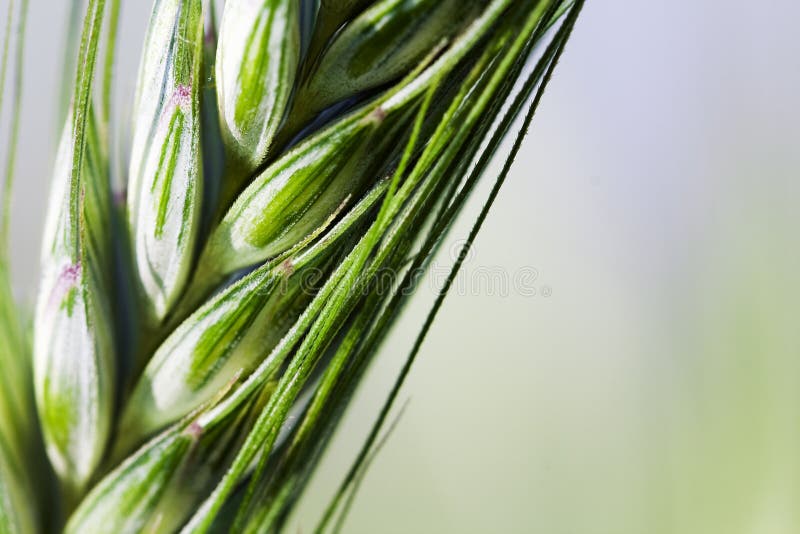 Agricultural plants