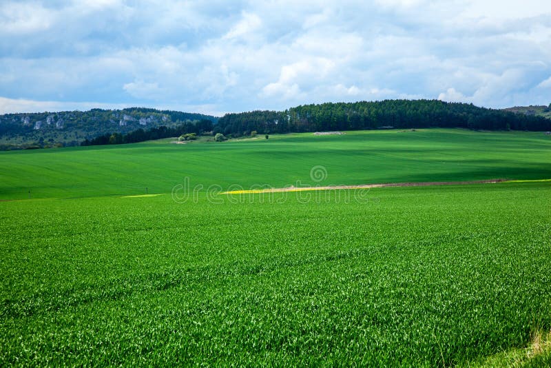 Poľnohospodárske vidiecke pozadie. Panoramatický výhľad na jarnú krajinu s poľom zelených sadeníc ozimnej pšenice
