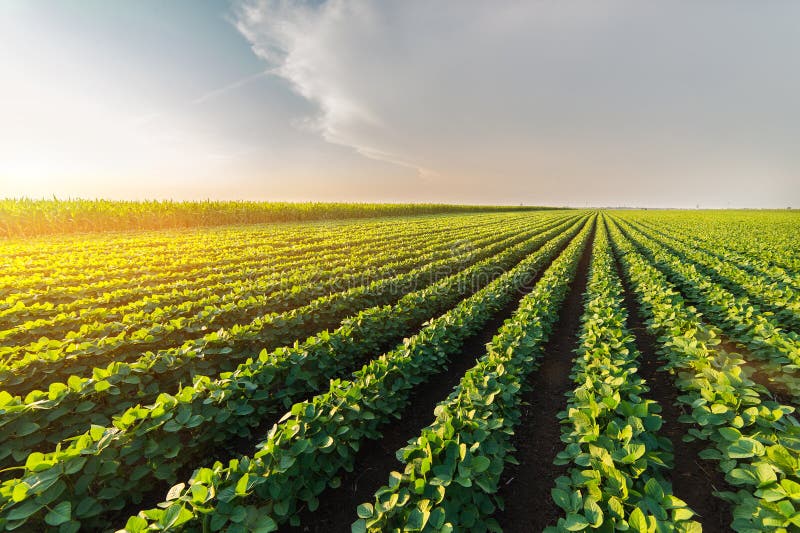 Agricultural soy plantation on sunny day - Green growing soybea