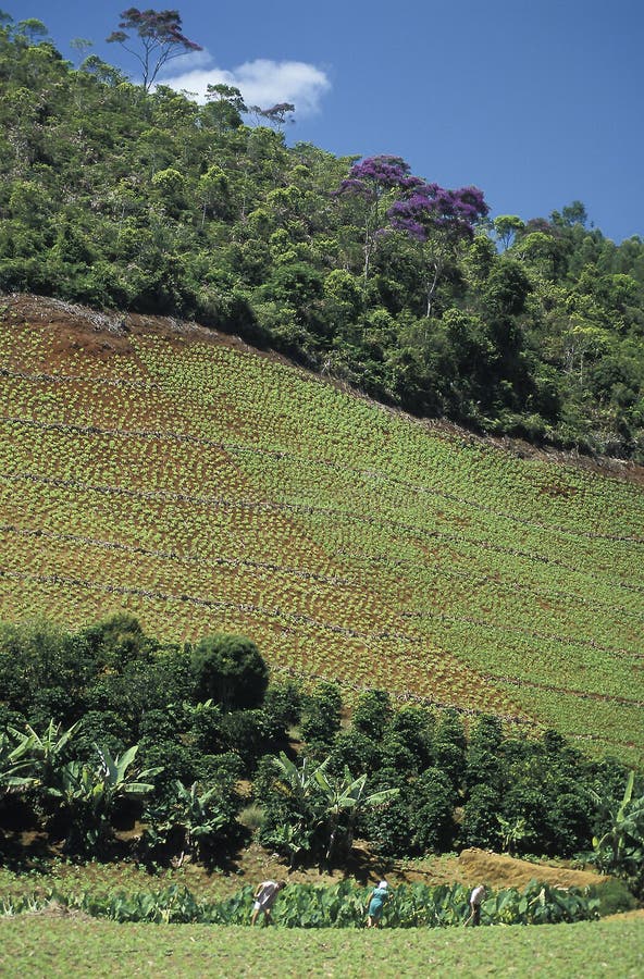 Agricultural worker and deforestation in Brazil. stock photography Agricultural worker and deforestation in Brazil. stock photography