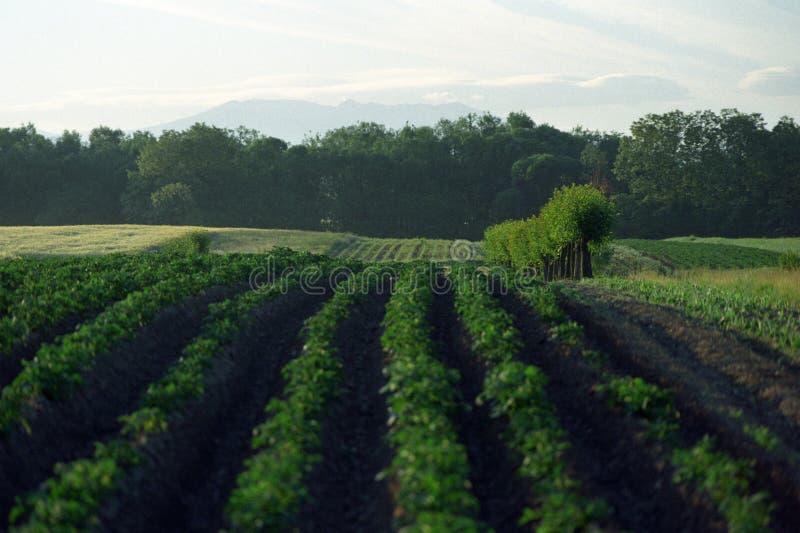 Agriculture