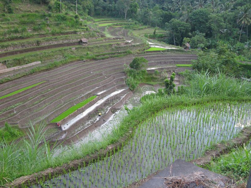 Agriculture in Asia, rice fields