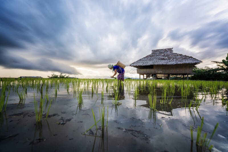 Agricultura de agricultori locali asiatici din Thailanda plantează câmpuri de orez. fermierii thailandezi plantează orez pe câmpul stock photos