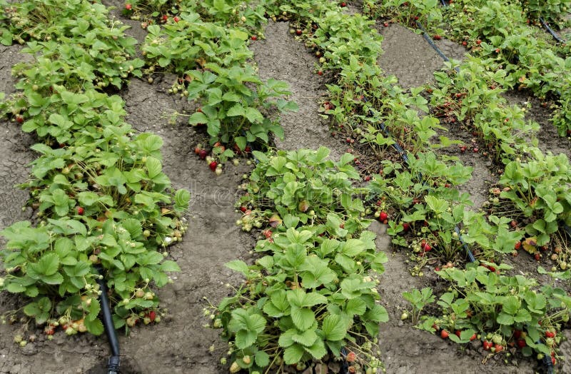 Agriculture biologique de la fraise et de la technologie pour l'irrigation avec de l'eau baisse photographie stock Agriculture biologique de la fraise et de la technologie pour l'irrigation avec de l'eau baisse photographie stock