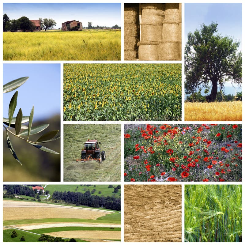 Un bel collage con l'agricoltura motivi trattori, campi, terre, produrre, azienda agricola, fieno.