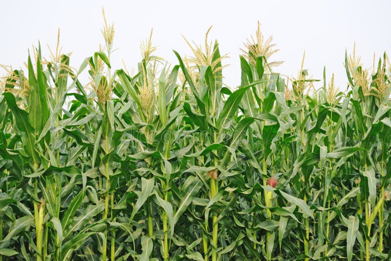 Agriculture, corn Field stock images Agriculture, corn Field stock images