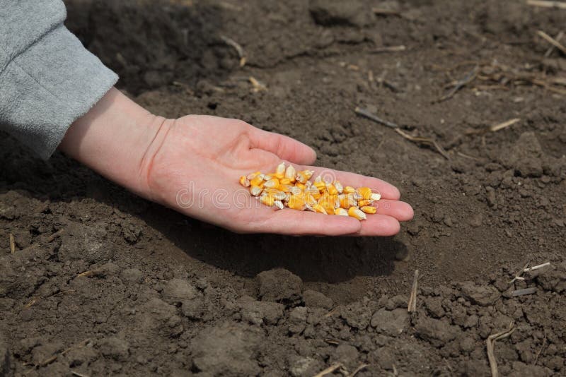 Agriculture, corn sowing royalty free stock photo Agriculture, corn sowing royalty free stock photo
