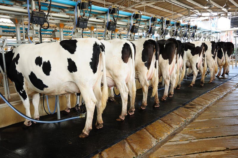 Cow automation farming modernism agriculture production. Cow automation farming modernism agriculture production