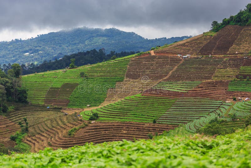 Agriculture de terrasse sur la montagne tropicale image libre de droits Agriculture de terrasse sur la montagne tropicale image libre de droits