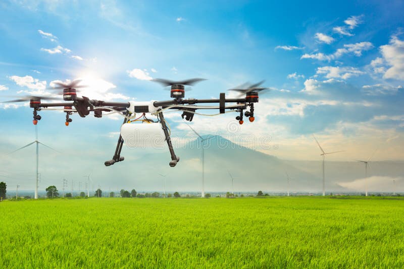 Agriculture drone flying on the green rice field. Irrigation, industry.