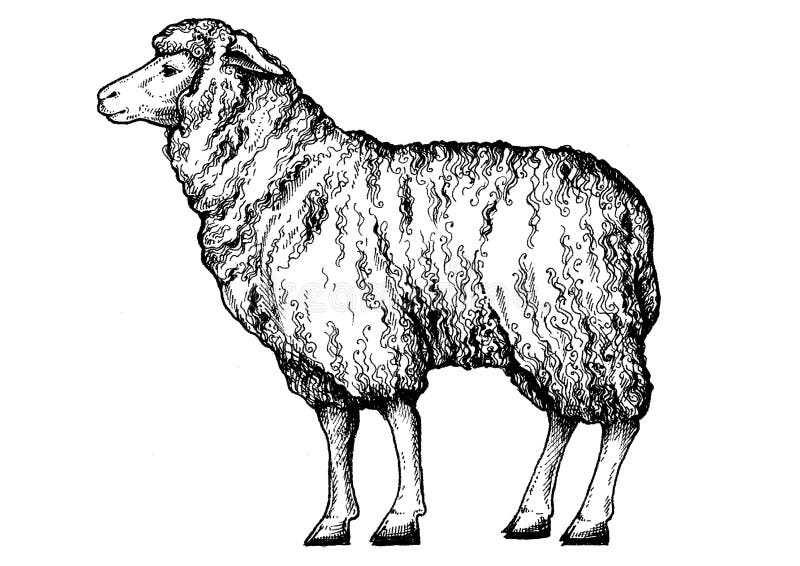 Sheep. Vintage Retro Style Classic Illustration for Steak House
