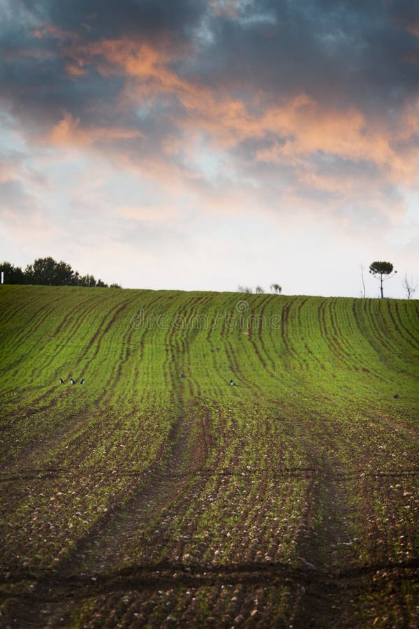 Agriculture field