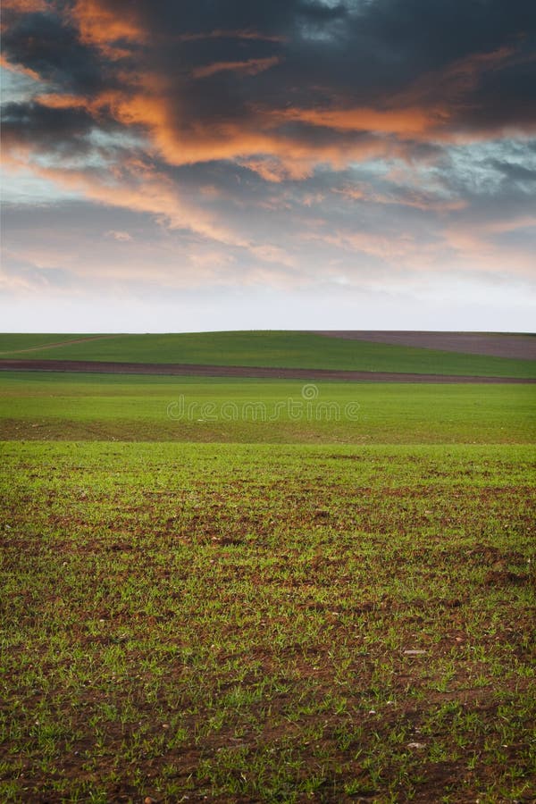 Agriculture field