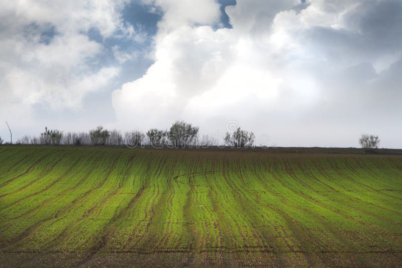 Agriculture field stock image. Image of meadow, harvest 13719689