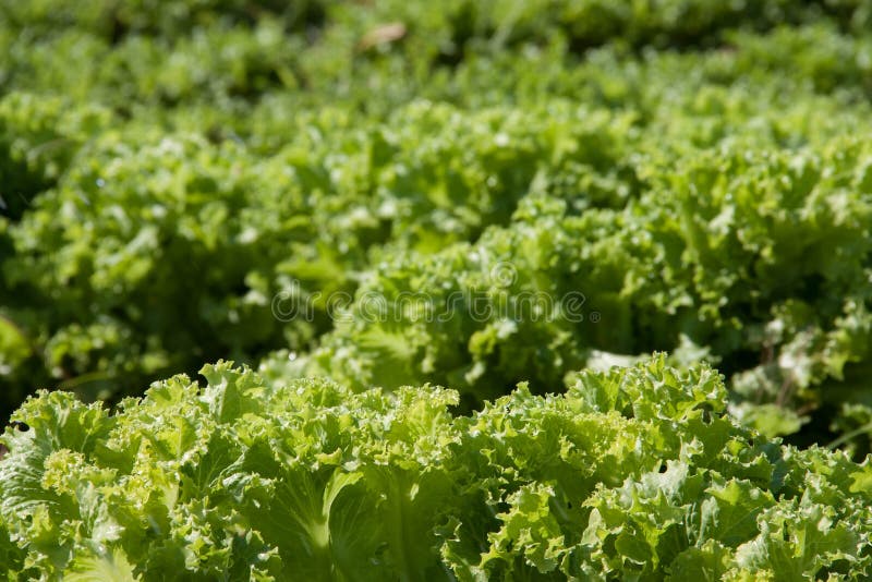 Agriculture Field of Green Lettuce Stock Image Image of herb, garden