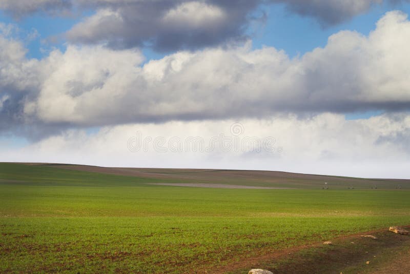 Agriculture field, green nature