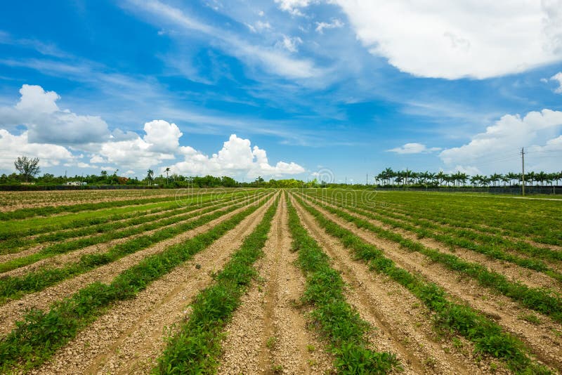 Agriculture Vegetable Field Stock Image Image of farming, countryside