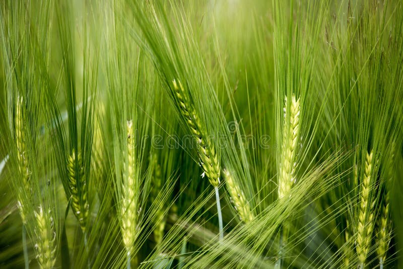 Agriculture: Fresh green cornfield on a sunny day, springtime royalty free stock photos