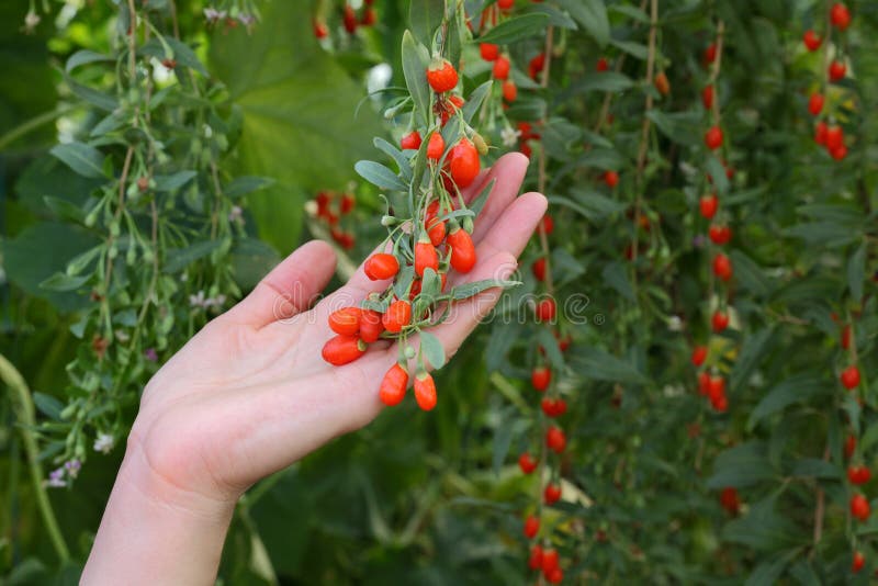 Agriculture, goji berry fruit