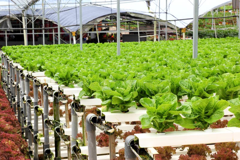 Agriculture - Hydroponic Vegetable Farm