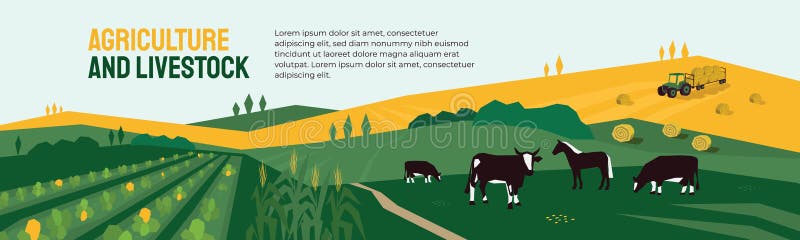 Background for agriculture or livestock company. Vector illustration of farm land, cows and horse in pasture, tractor on hayfield. Corn field, farming in countryside. Template for banner, print, flyer. Background for agriculture or livestock company. Vector illustration of farm land, cows and horse in pasture, tractor on hayfield. Corn field, farming in countryside. Template for banner, print, flyer