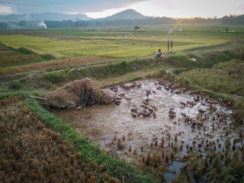 Agriculture of Indonesia stock photo. Image of indonesia 178548730