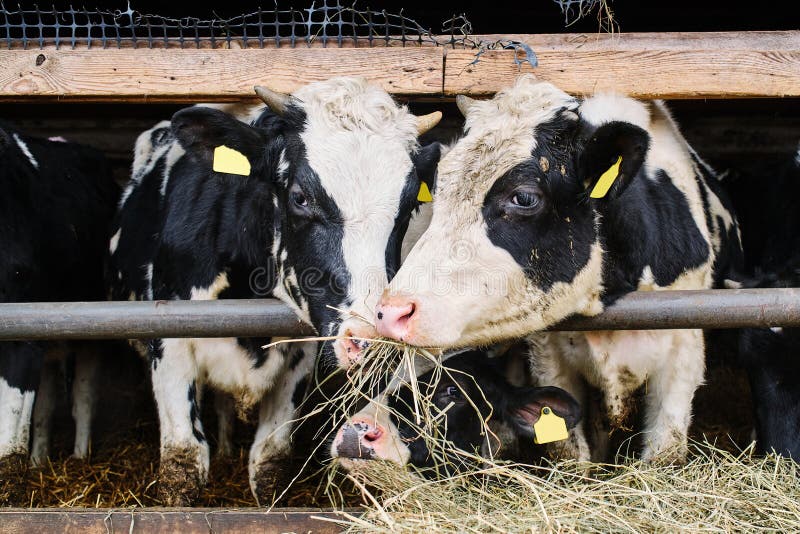 Cows in a Farm. Dairy Cows in a Farm Stock Image - Image of grass ...