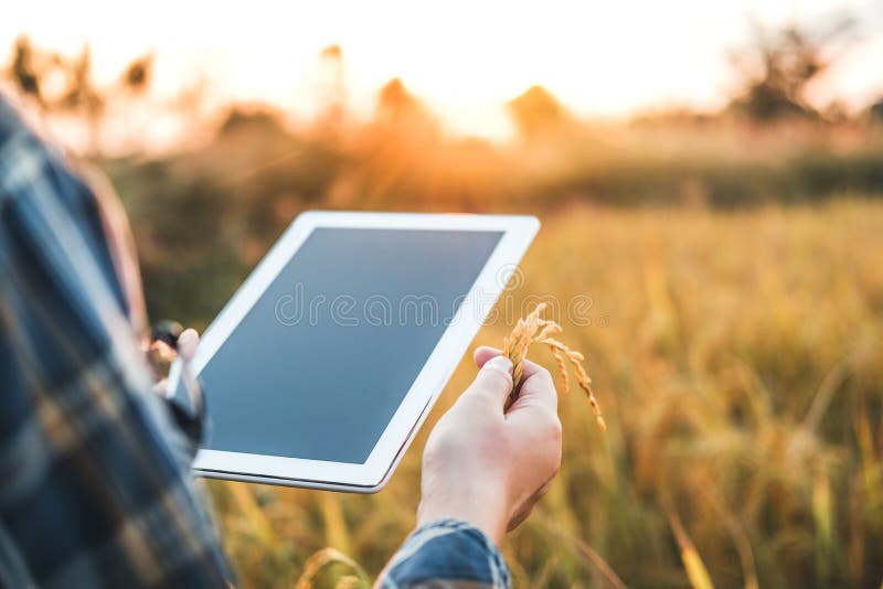 Agriculture intelligente Technologie agricole et agriculture biologique Femme utilisant la tablette de recherche et étudiant le d photo stock Agriculture intelligente Technologie agricole et agriculture biologique Femme utilisant la tablette de recherche et étudiant le d photo stock
