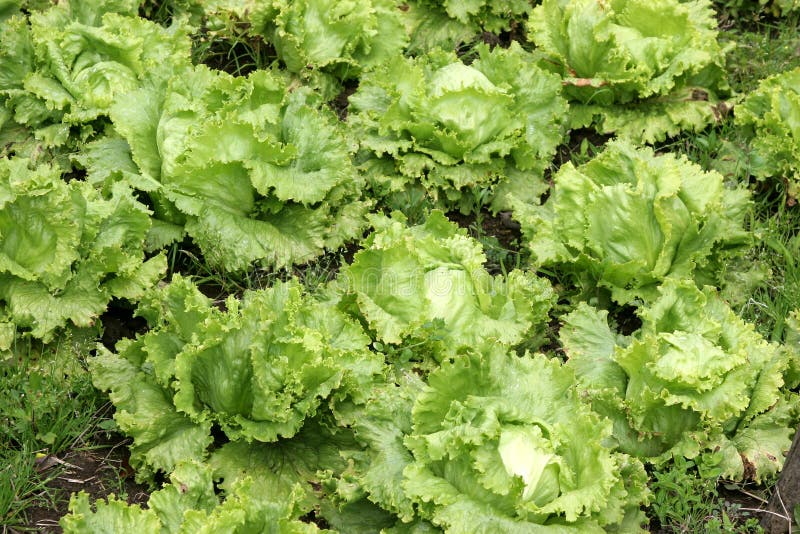 Agriculture-lettuce closeup