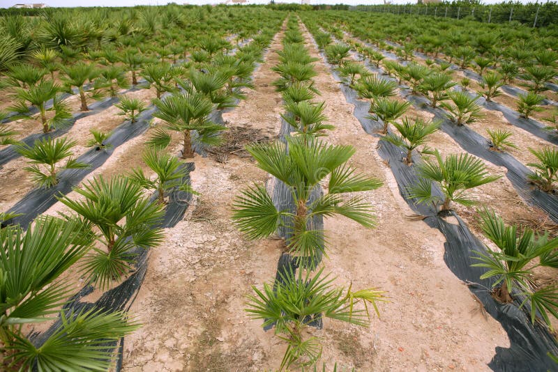 Agriculture of Ornamental Palm Trees Rows Stock Image Image of fruit