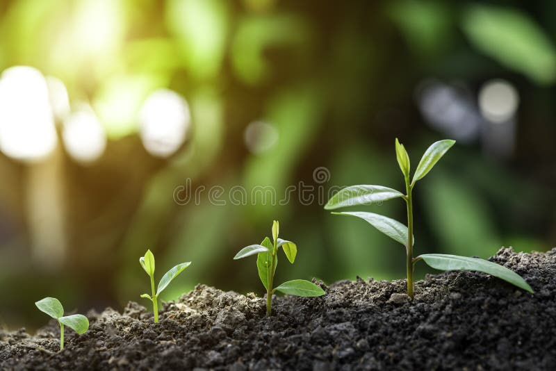 Agriculture and plant grow sequence with morning sunlight and dark green blur background. Germinating seedling grow step sprout gr