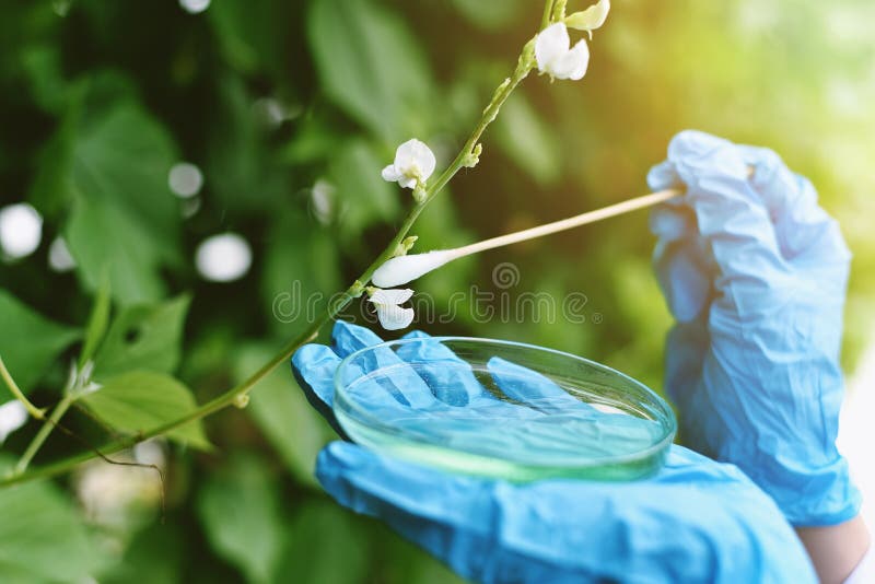 Agriculture and plant improvement analysis, Scientist collecting pollen grains.