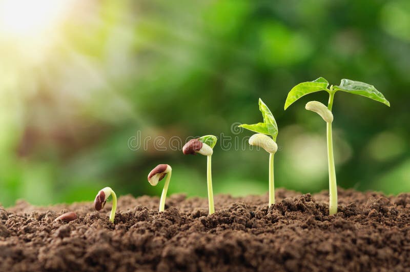 Agricultura planta siembra creciente paso en el jardín a luz de sol.