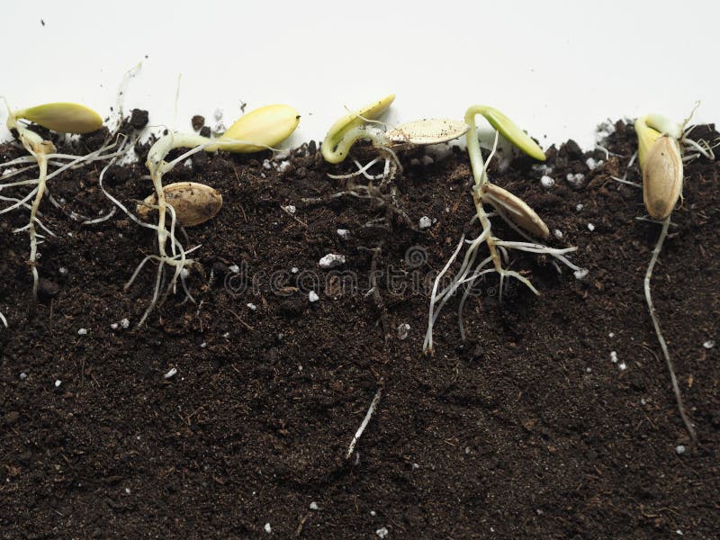 chimex seeds roots and herbs chimex seeds roots and herbs