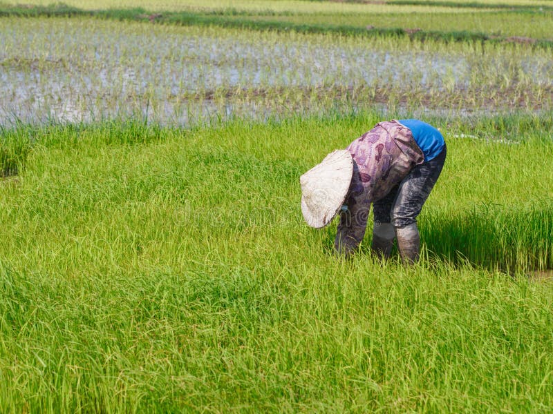 Agriculture in rice fields