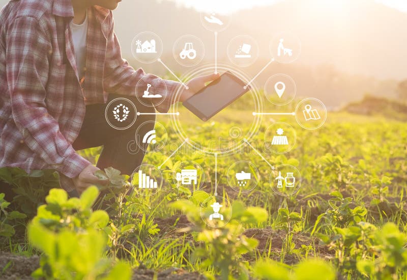 Fermier din domeniul tehnologiei agricole, cu ajutorul calculatorului de tip tabletă. stock photos