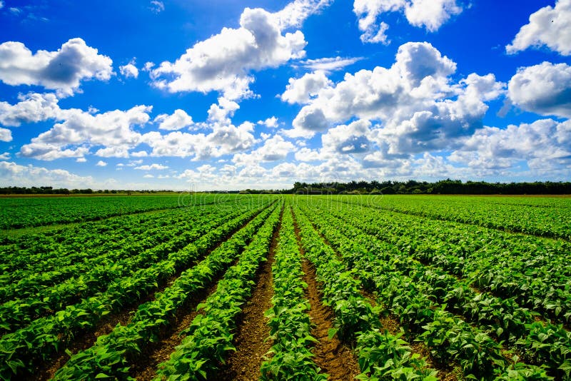 Farm Land Wallpaper 4K, Green Fields, Purple sky