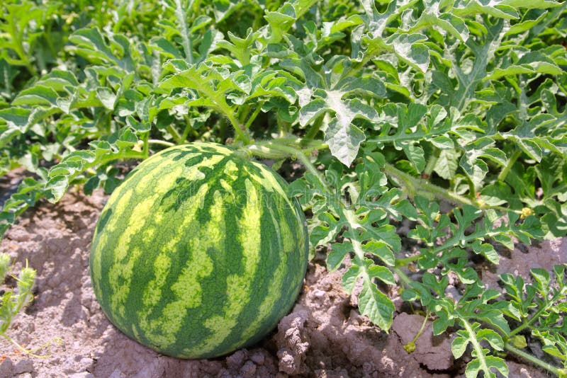 Agriculture watermelon field big fruit summer water melon. Fruit scene stock images, royalty-free photos and pictures